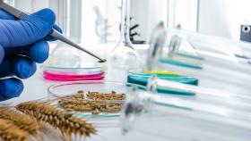 В России проведут госмониторинг почти 44 млн тонн пшеницы